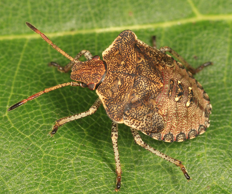 Euschistus sp. ?(nymph)