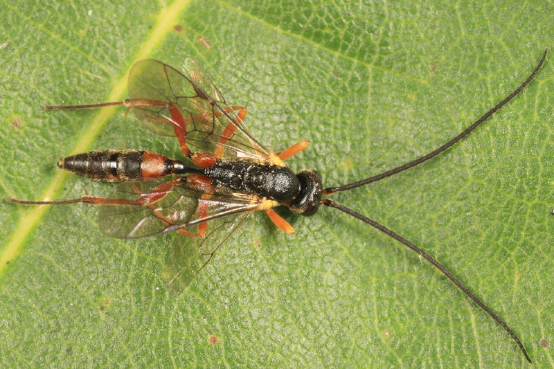 Campoplex sp.