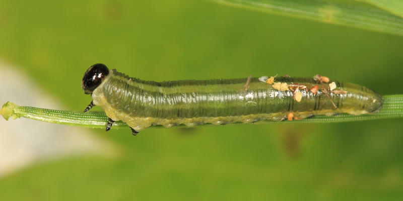 Abbots Sawfly - Neodiprion abbotii