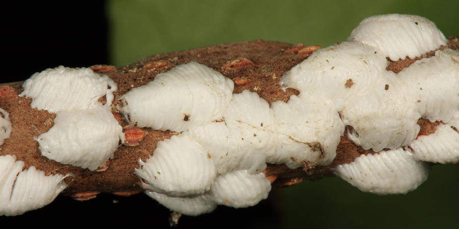 Enchenopa binotata (egg masses)