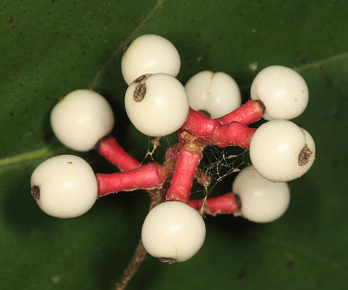 Dolls Eyes (White Baneberry) - Actaea pachypoda