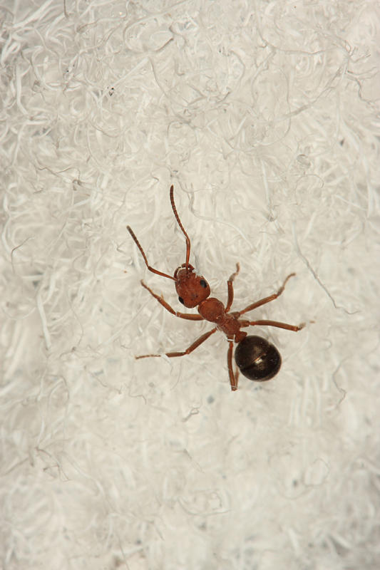 Woolly Alder Aphids - Paraprociphilus tessellatus