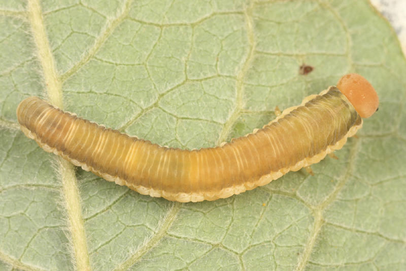 Tenthredinidae