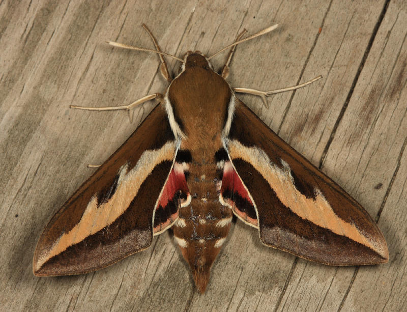 7893 - Gallium Sphinx - Hyles gallii