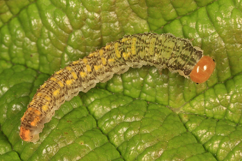 Tenthredo sp.