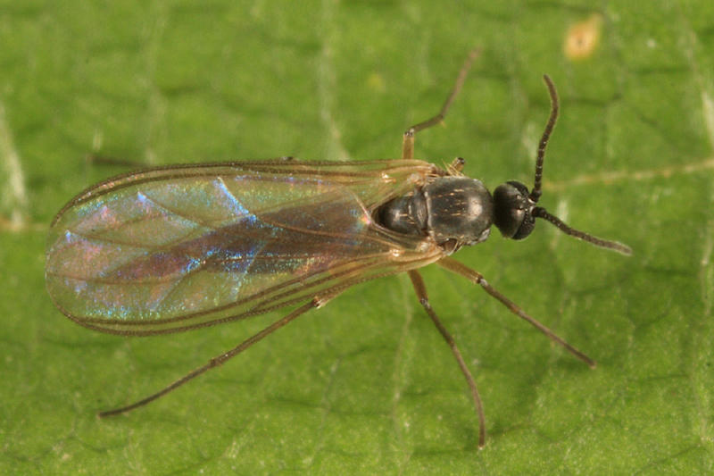 Dark-winged Fungus Gnat