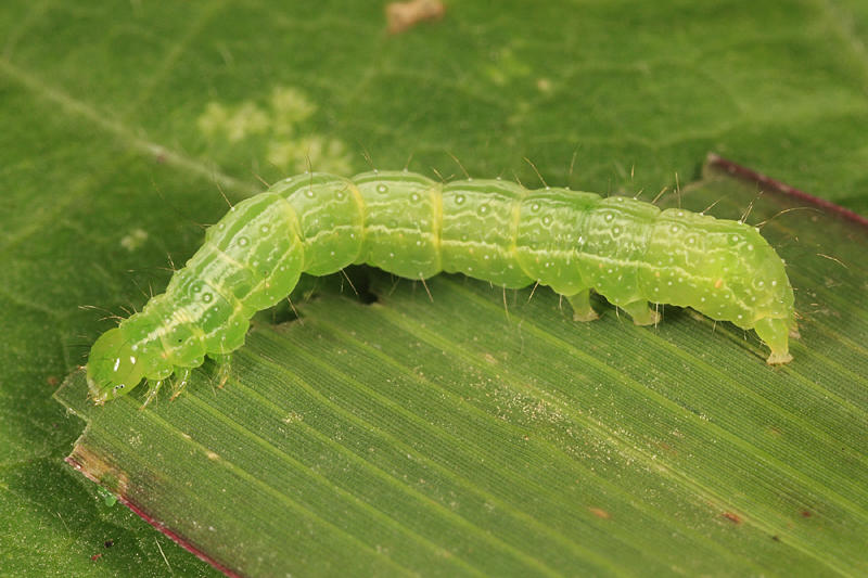 8890 - Soybean Looper - Chrysodeixis includens