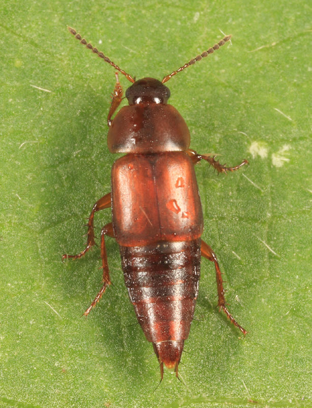 Tachinus memnonius