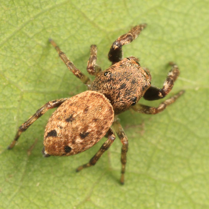 Zygoballus nervosus (female)