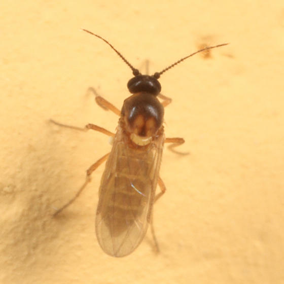 Atrichopogon levis?