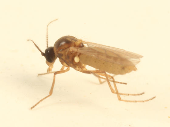 Atrichopogon levis?