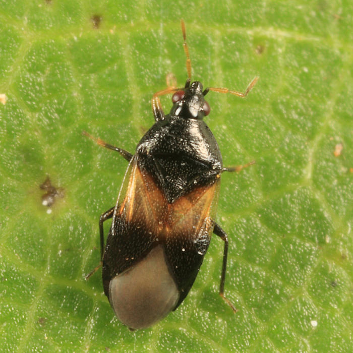 Orius insidiosus