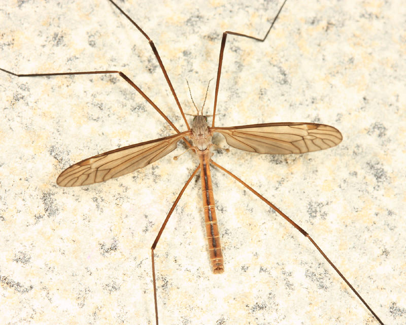 Tipula paterifera (male)