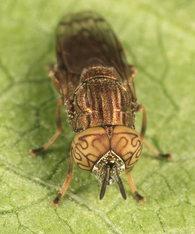 Orthonevra nitida