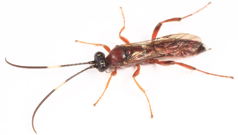 Stenobarichneumon pergracilis