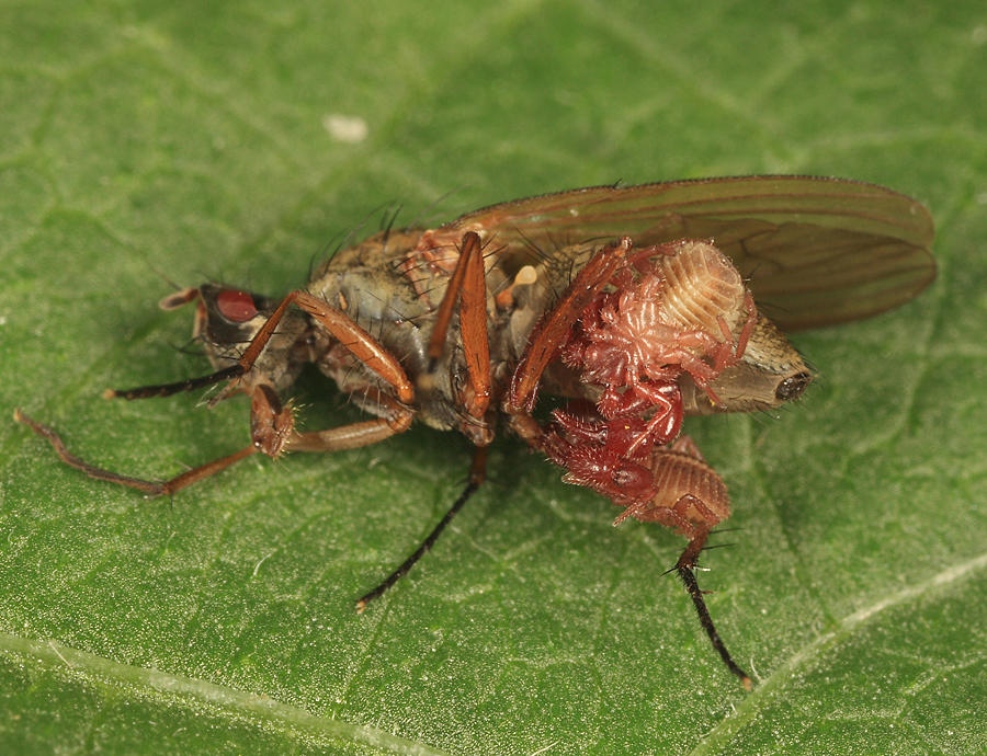 Pseudoscorpions hitching a ride on a fly