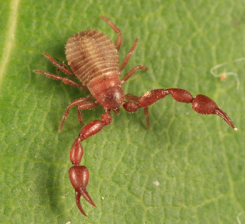 Pseudoscorpion