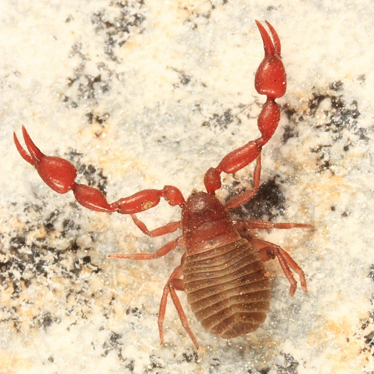 Pseudoscorpion