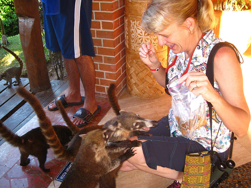 Julie feeding the White-nosed Coatis