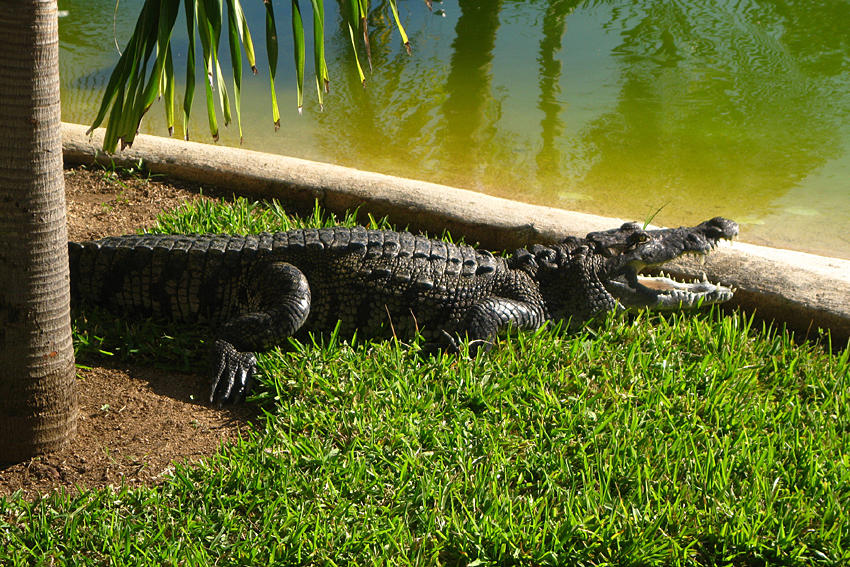 Morelets Crocodile - Crocodylus moreletii
