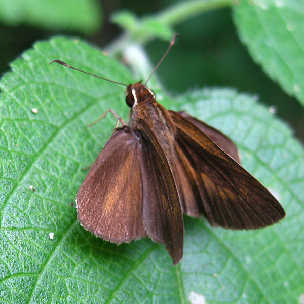 Northern Faceted skipper - Synapte pecta