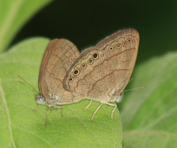 Carolina Satyr - Hermeuptychia sosybius
