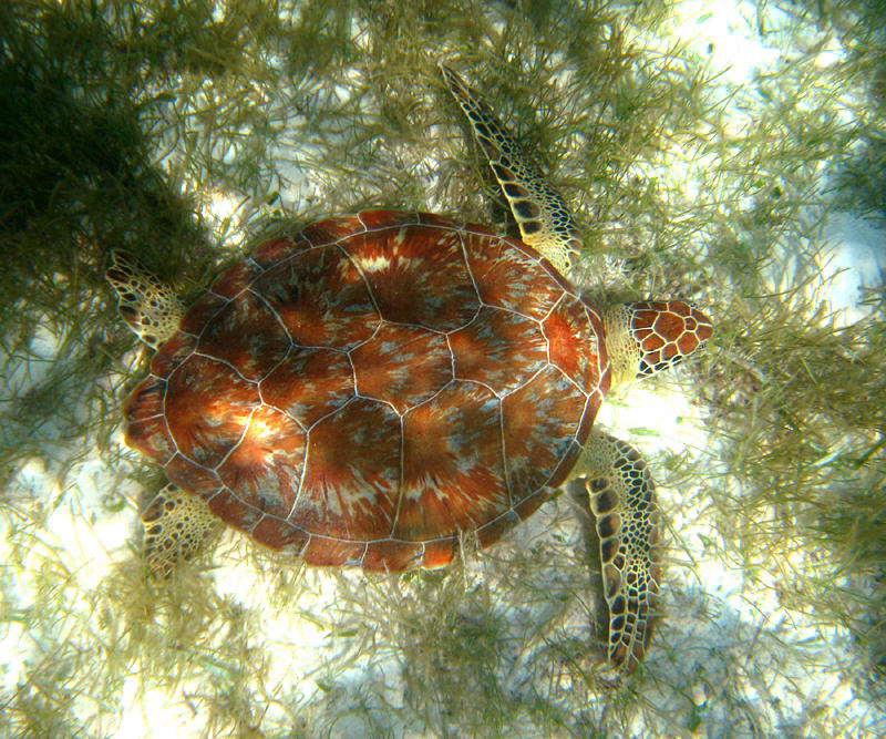 Green Turtle - Chelonia mydas