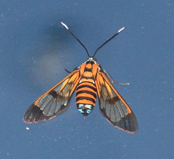 Gymnelia ethodaea