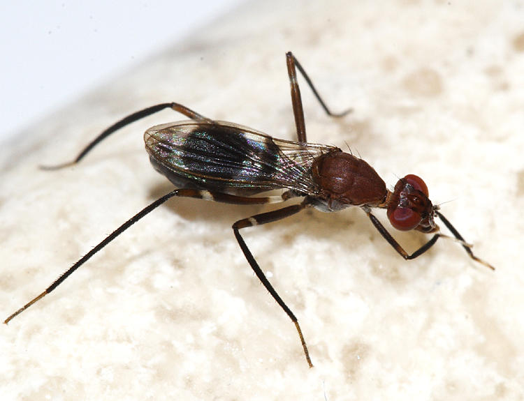 Stilt-legged Fly - Micropezidae