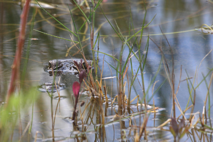 Morelets Crocodile - Crocodylus moreletii