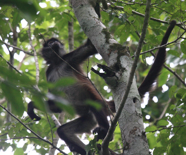 Mexican Spider Monkey - Ateles geoffroyi vellerosus 