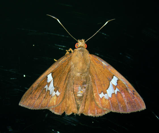 Freemans Scarlet-eye - Bungalotis milleri