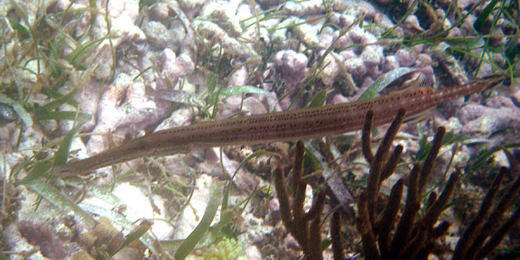 Trumpetfish - Aulostomus maculates