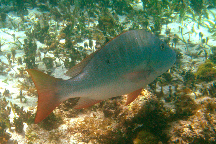 Mutton Snapper - Lutjanus analis