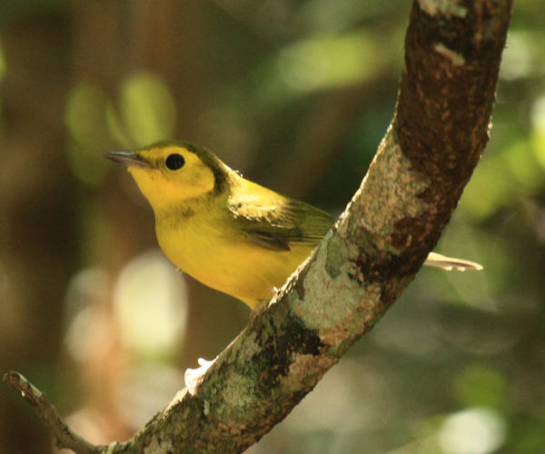Hooded Warbler - Wilsonia citrina