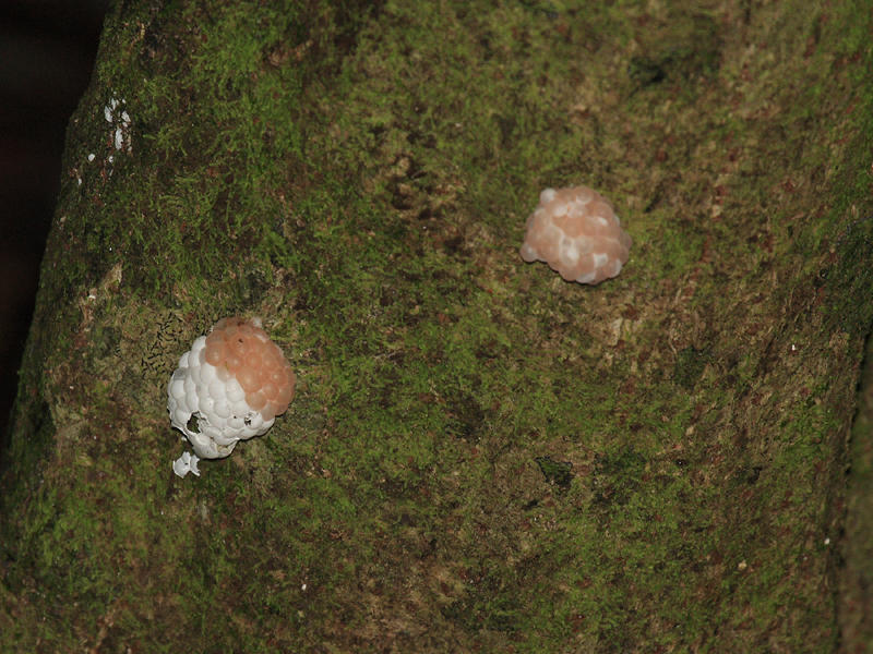 Snail eggs on a tree trunk