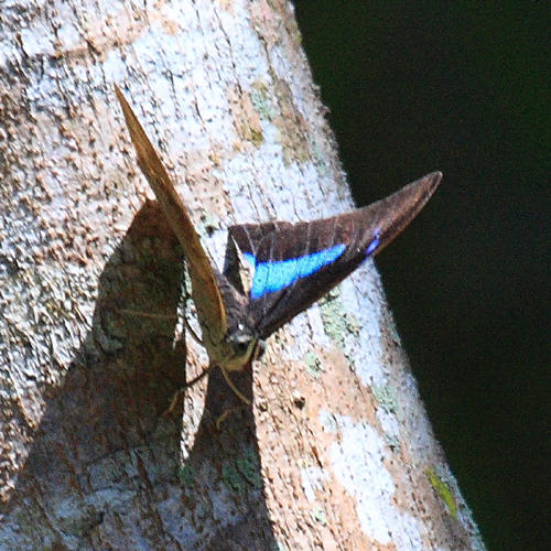 Two-spotted Prepona - Archaeoprepona demophoon gulina
