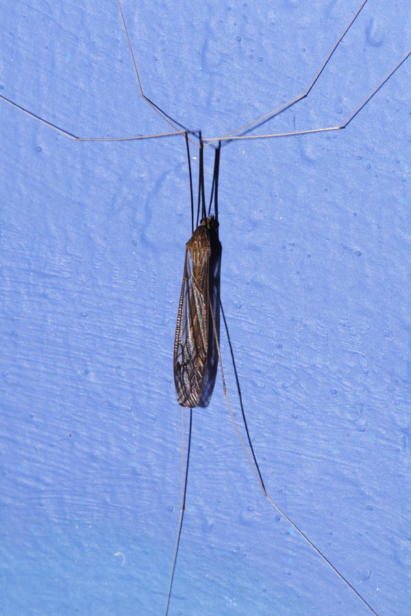 Crane Fly