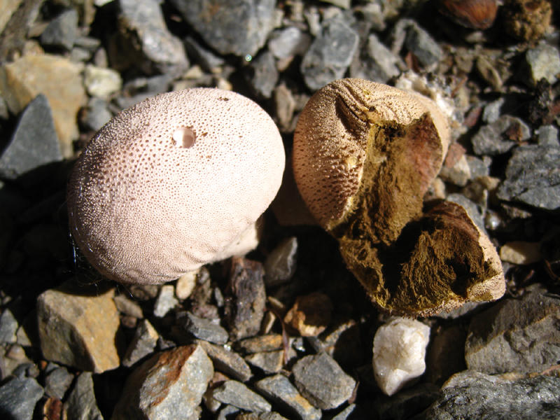 Lycoperdon gemmatum