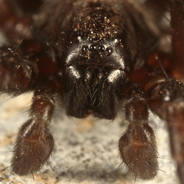 Gnaphosa sp.