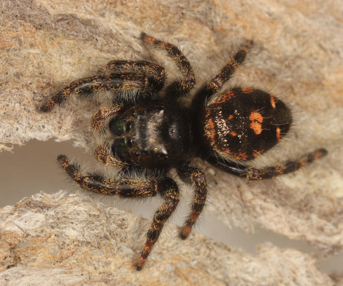 Bold Jumper - Phidippus audax