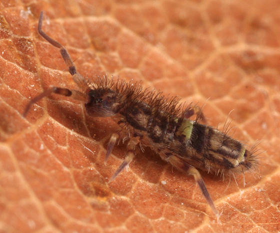 Orchesella cincta
