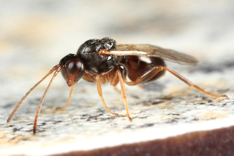 Ceroptres sp.