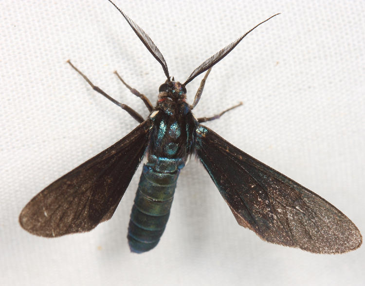 Satin Stowaway/Banana Moth - Antichloris viridis