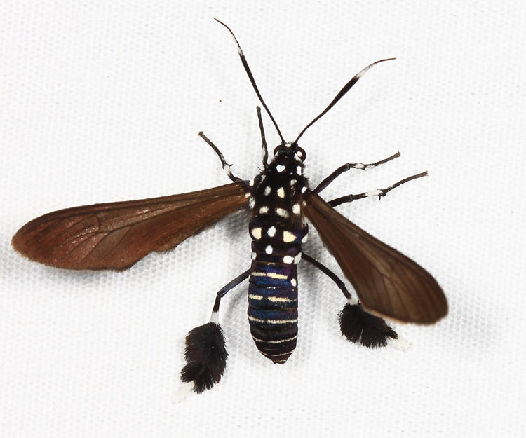 8288 - Horama plumipes