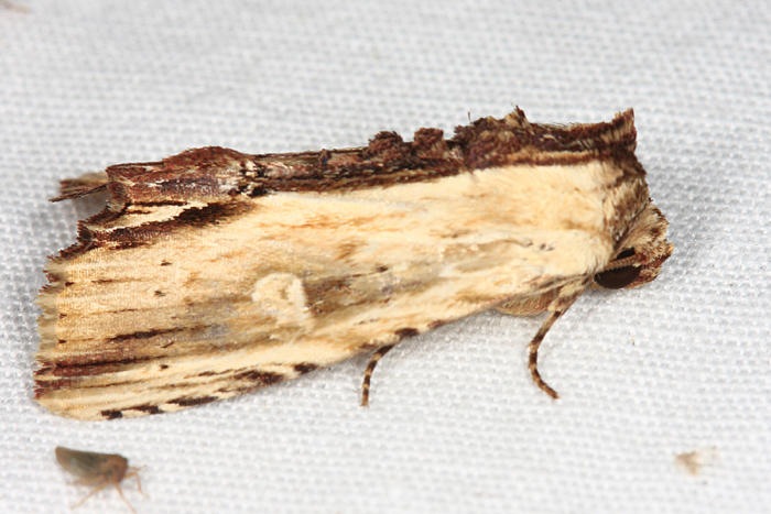 Antachara diminuta