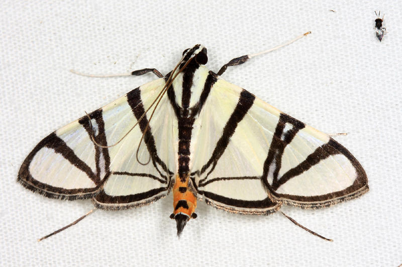 Conchylodes nolckenialis
