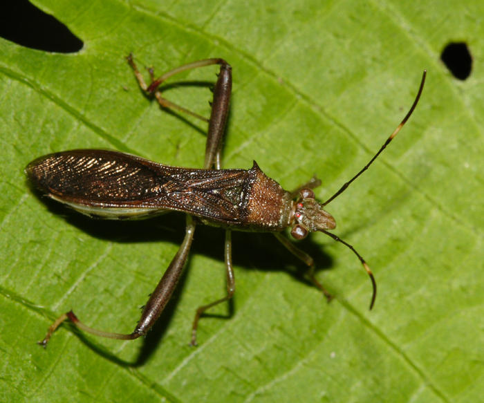 Alydidae - Hyalymenus sp.