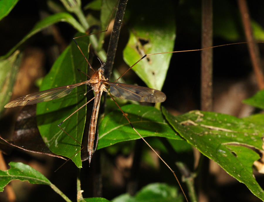 Zelandotipula sp.