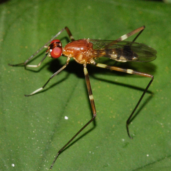 Micropezidae - Poecilotylus sp.